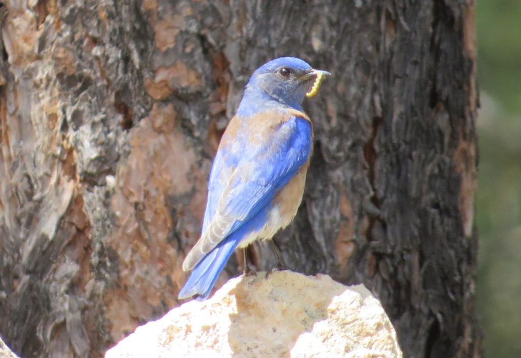 Western Bluebird