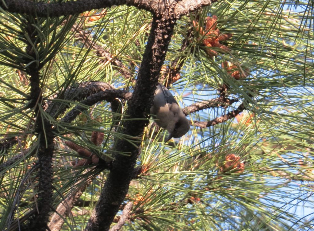 Pygmy Nuthatch