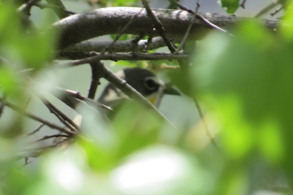 Yellow-breasted Chat