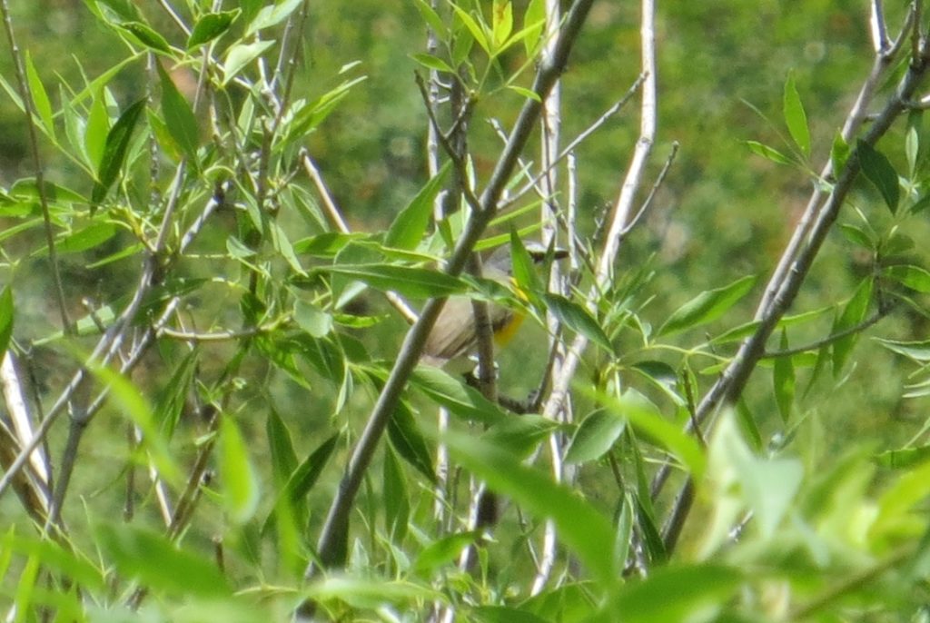 Yellow-breasted Chat