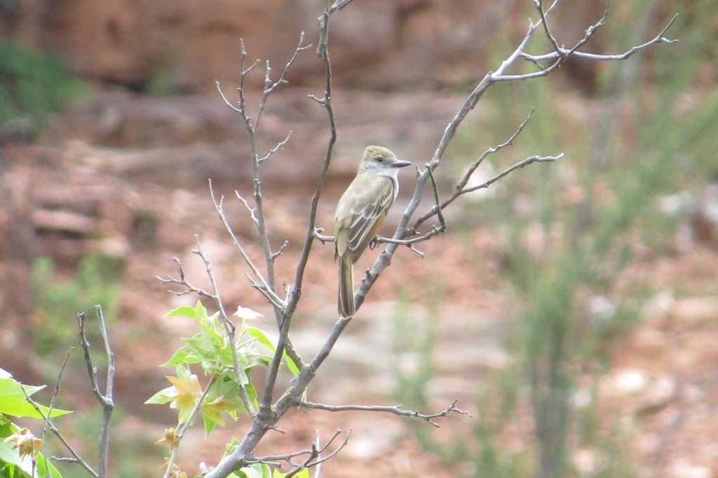 Brown-crested Flycatcher