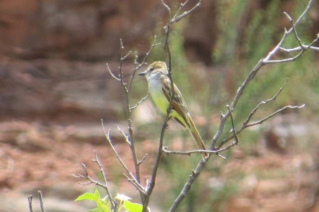 Brown-crested Flycatcher