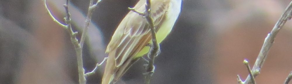 Brown-crested Flycatcher