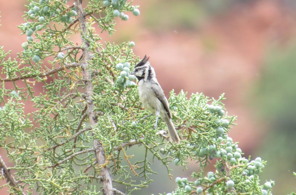 Bridled Titmouse