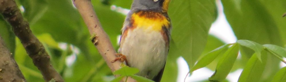 Northern Parula