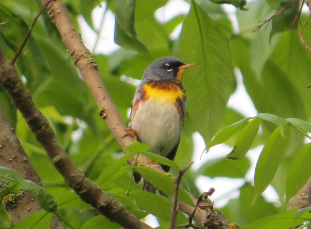 Northern Parula