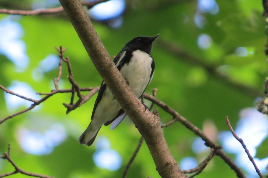 Black-throated Blue Warbler