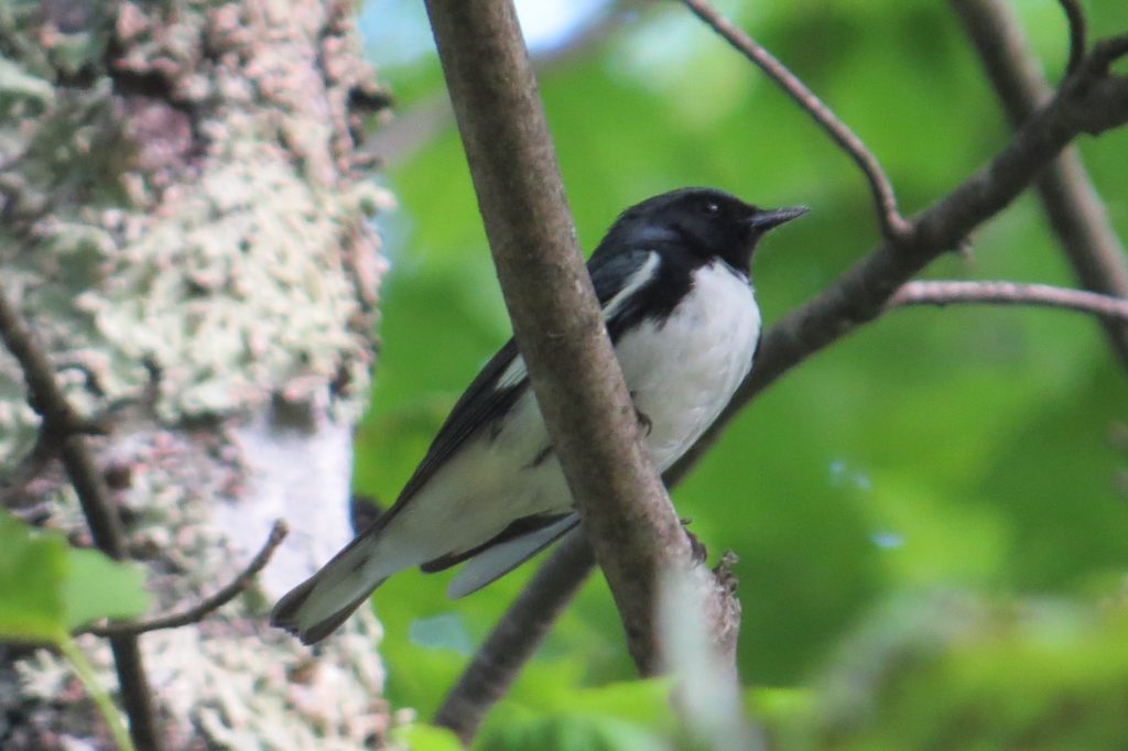 Black-throated Blue Warbler