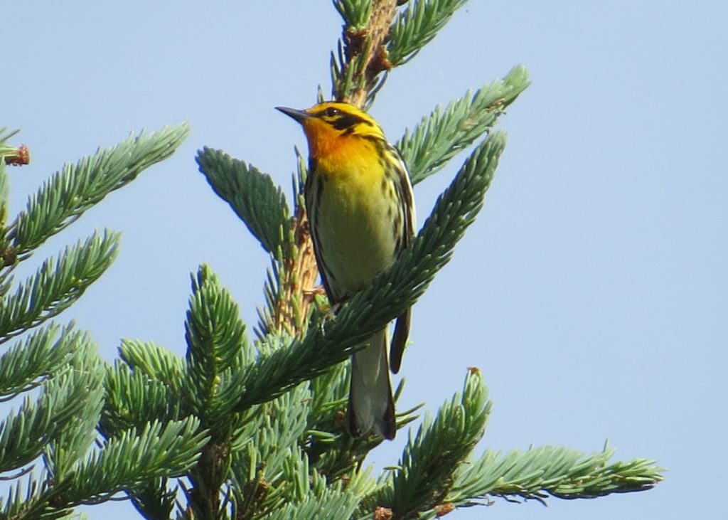 Blackburnian Warbler