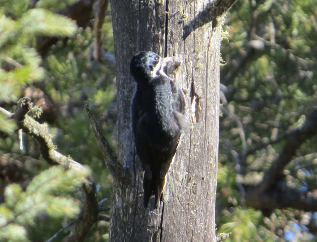 Black-backed Woodpecker