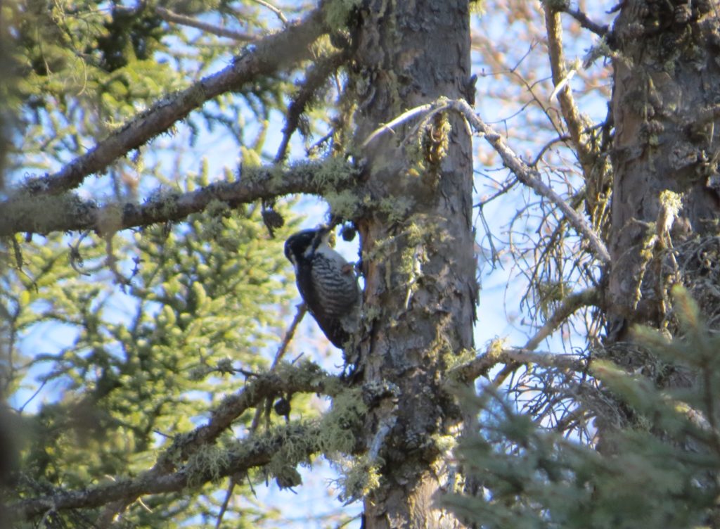 American Three-toed Woodpecker