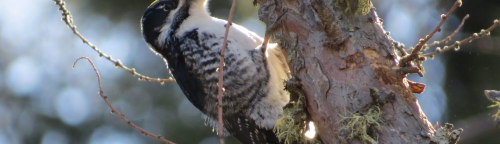 American Three-toed Woodpecker