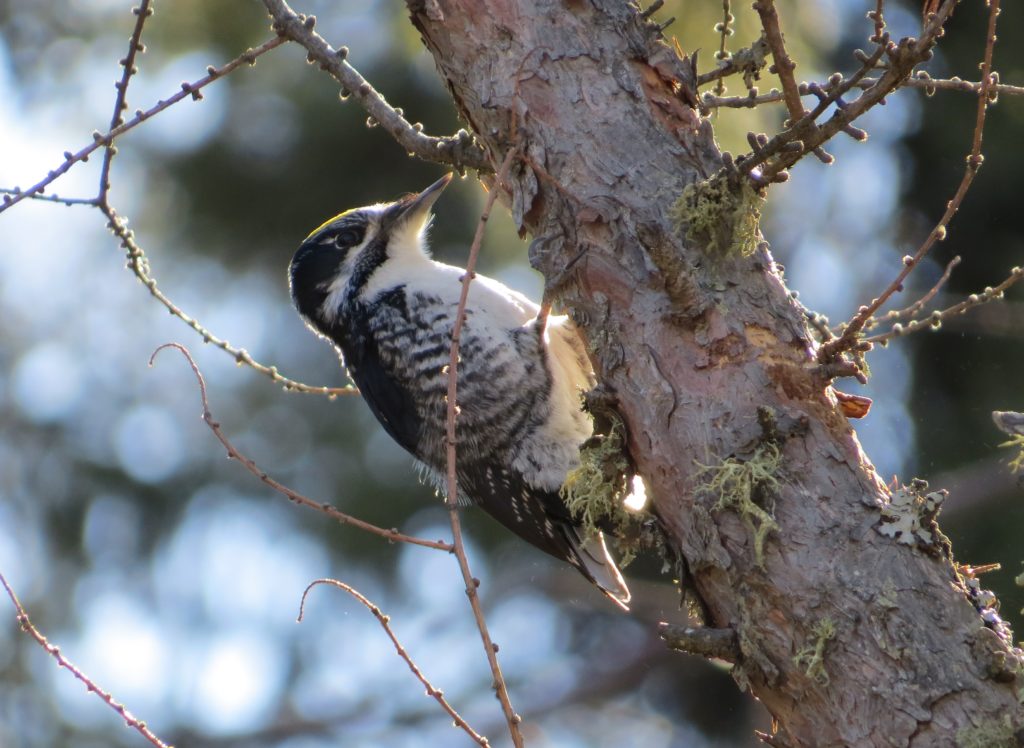 American Three-toed Woodpecker