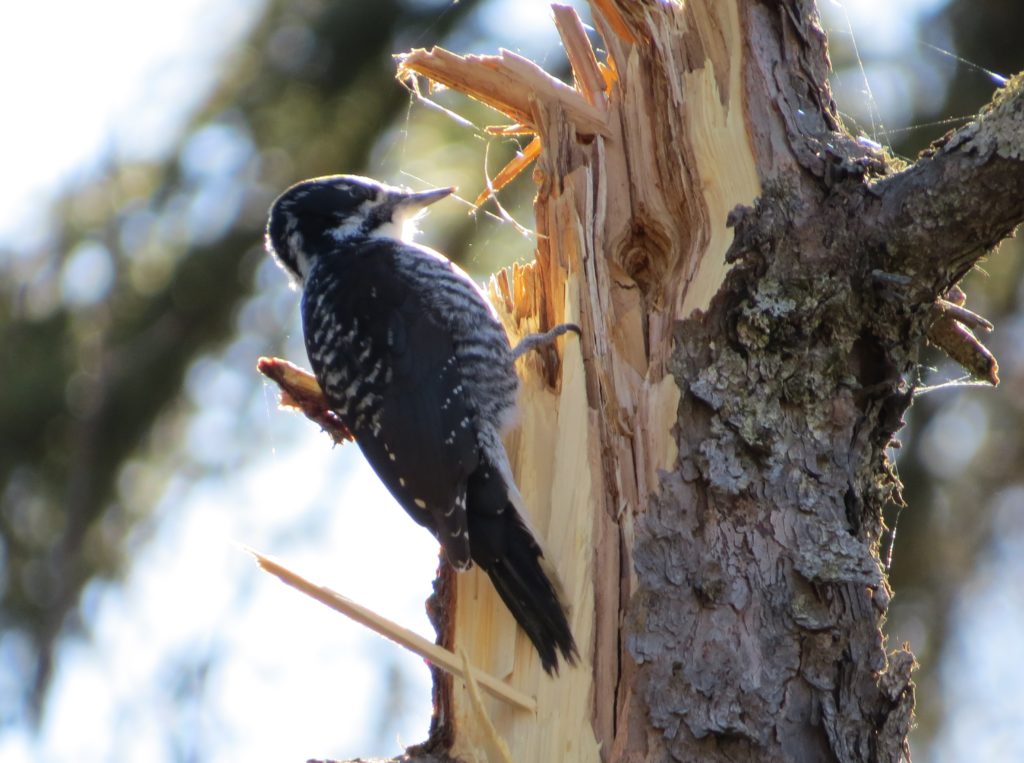 American Three-toed Woodpecker