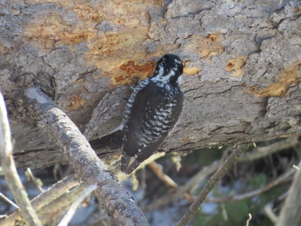 American Three-toed Woodpecker