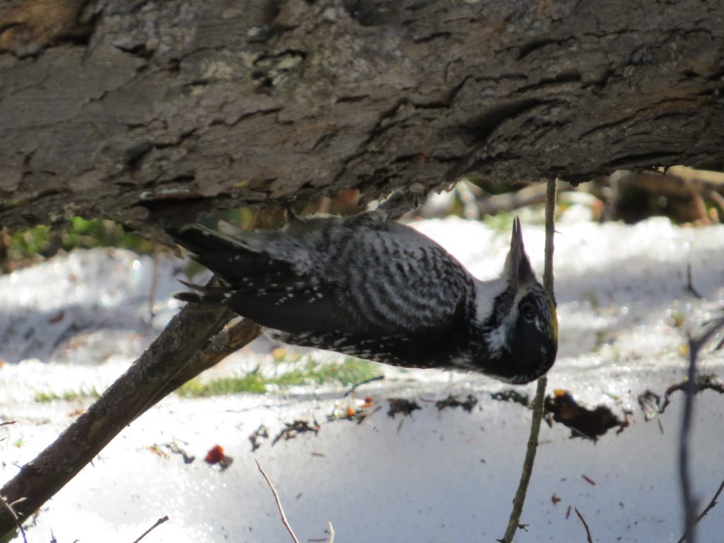 American Three-toed Woodpecker