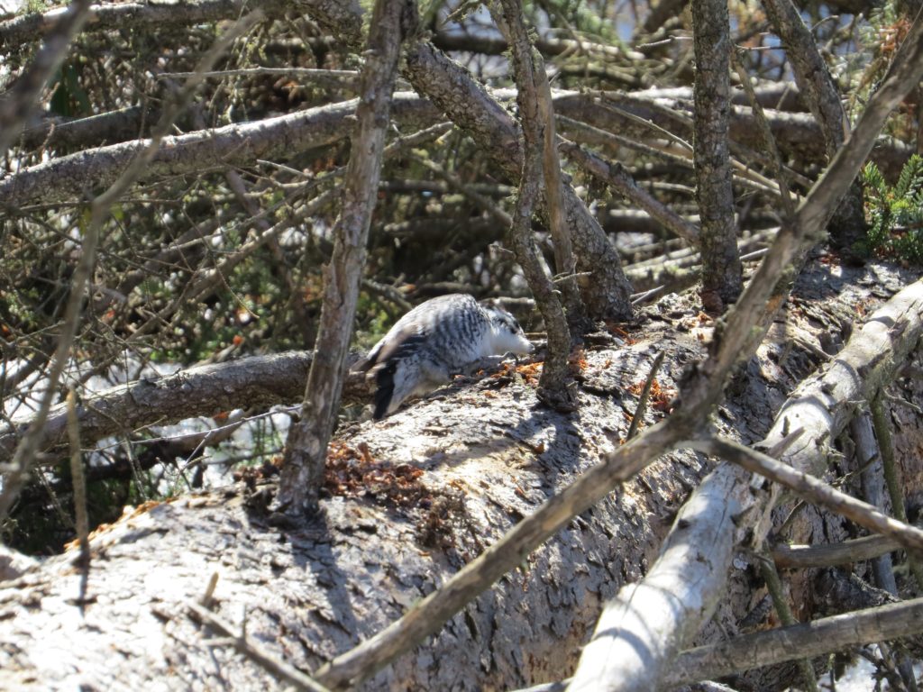 American Three-toed Woodpecker