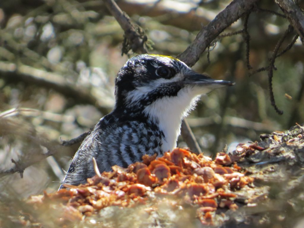 American Three-toed Woodpecker