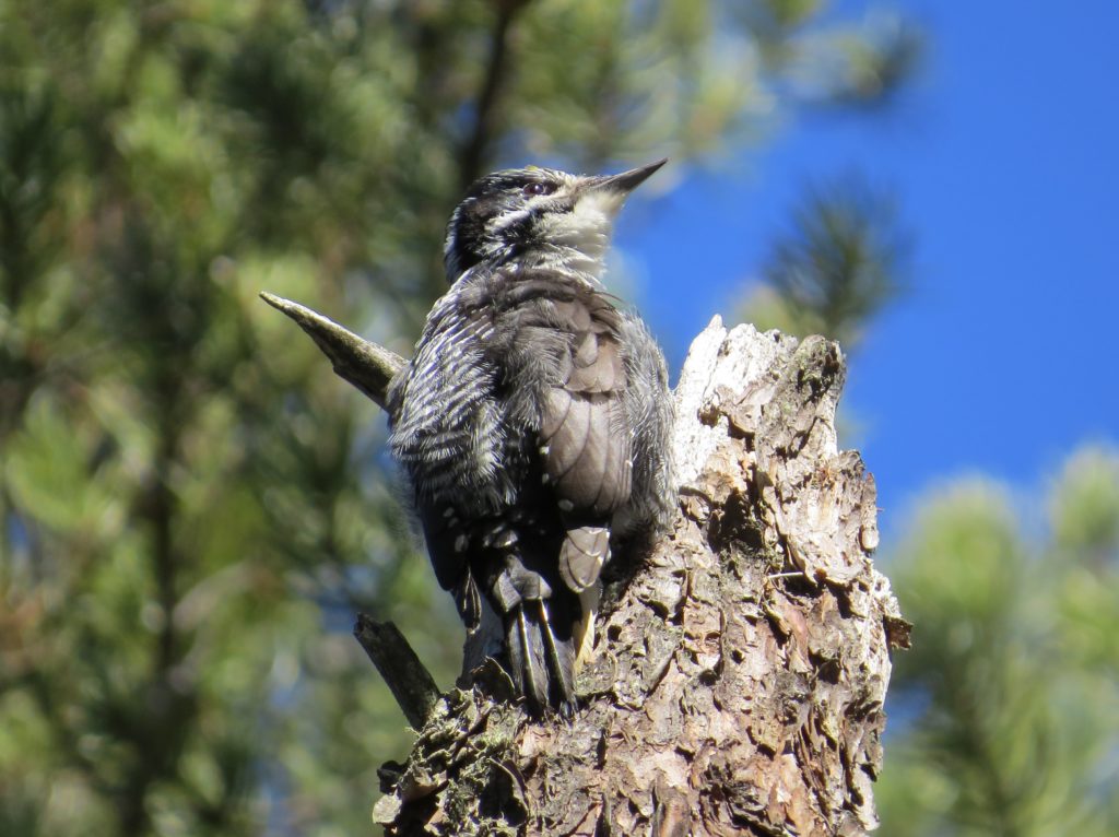 American Three-toed Woodpecker