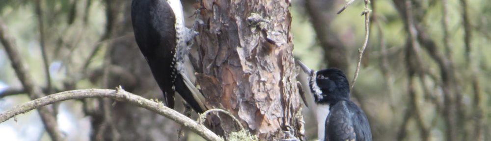 Black-backed Woodpecker