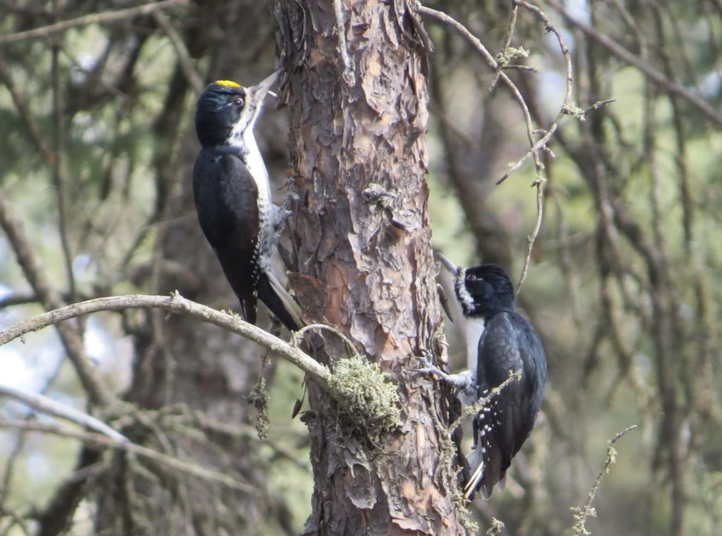 Black-backed Woodpecker