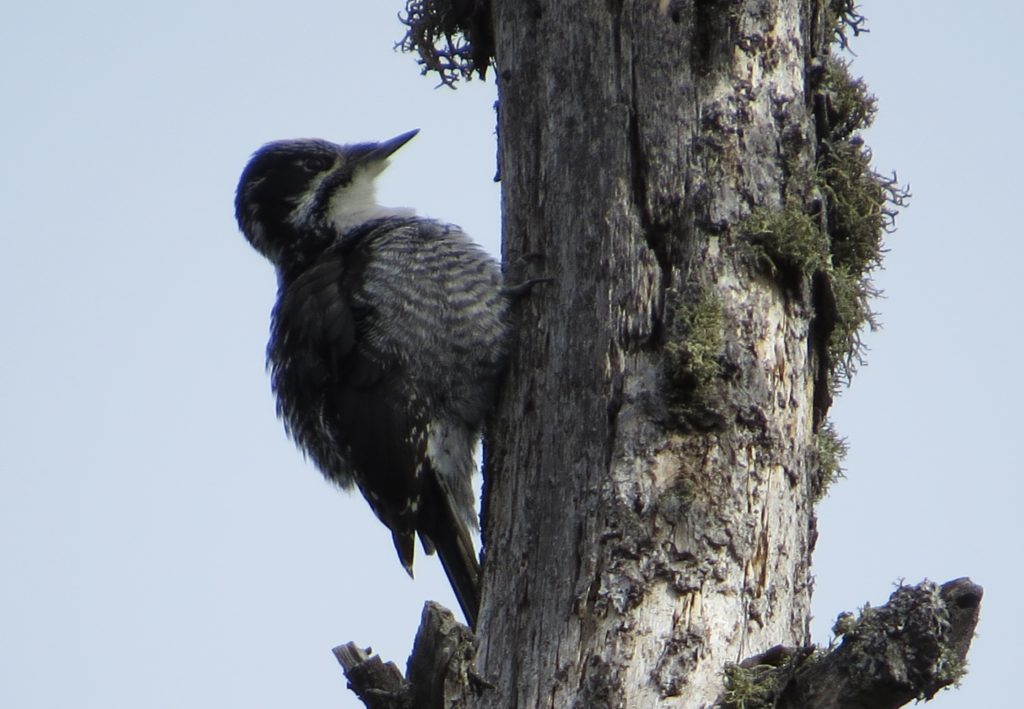 American Three-toed Woodpecker