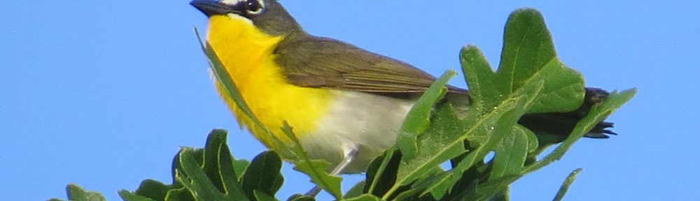 Yellow-breasted Chat