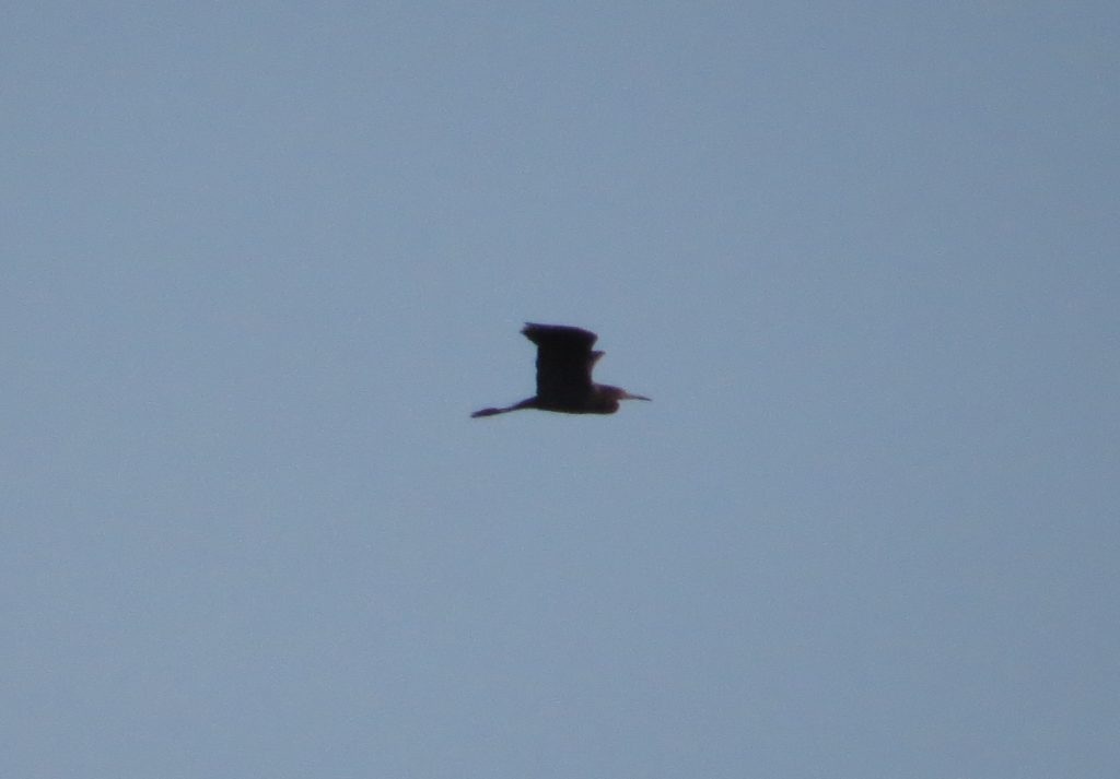 Little Blue Heron