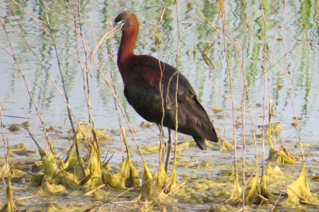 Glossy Ibis