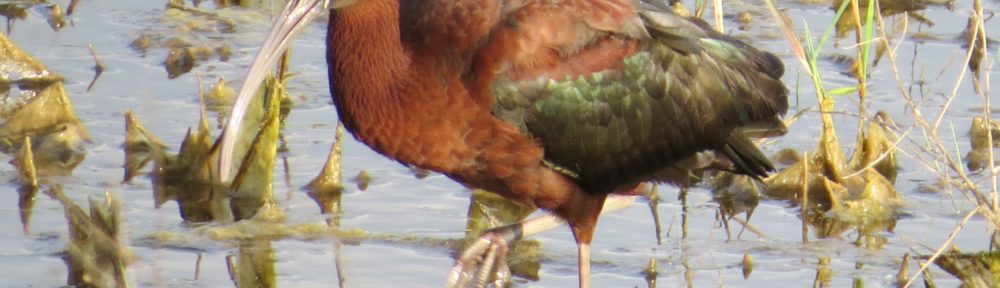 Glossy Ibis