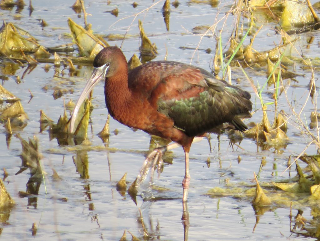 Glossy Ibis