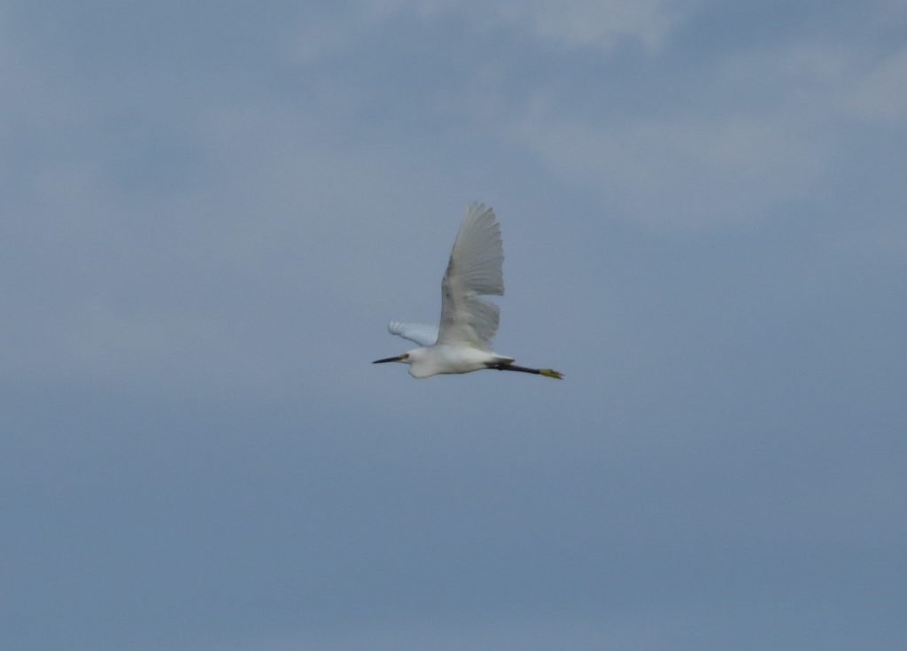 Snowy Egret