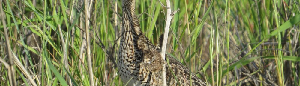 Upland Sandpiper