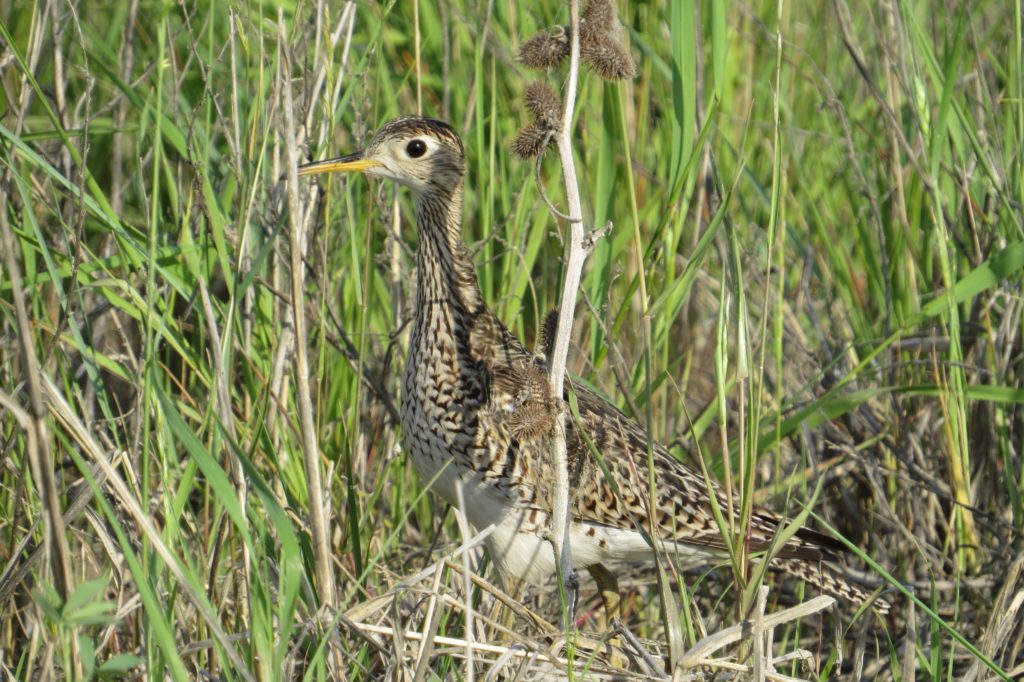 Upland Sandpiper