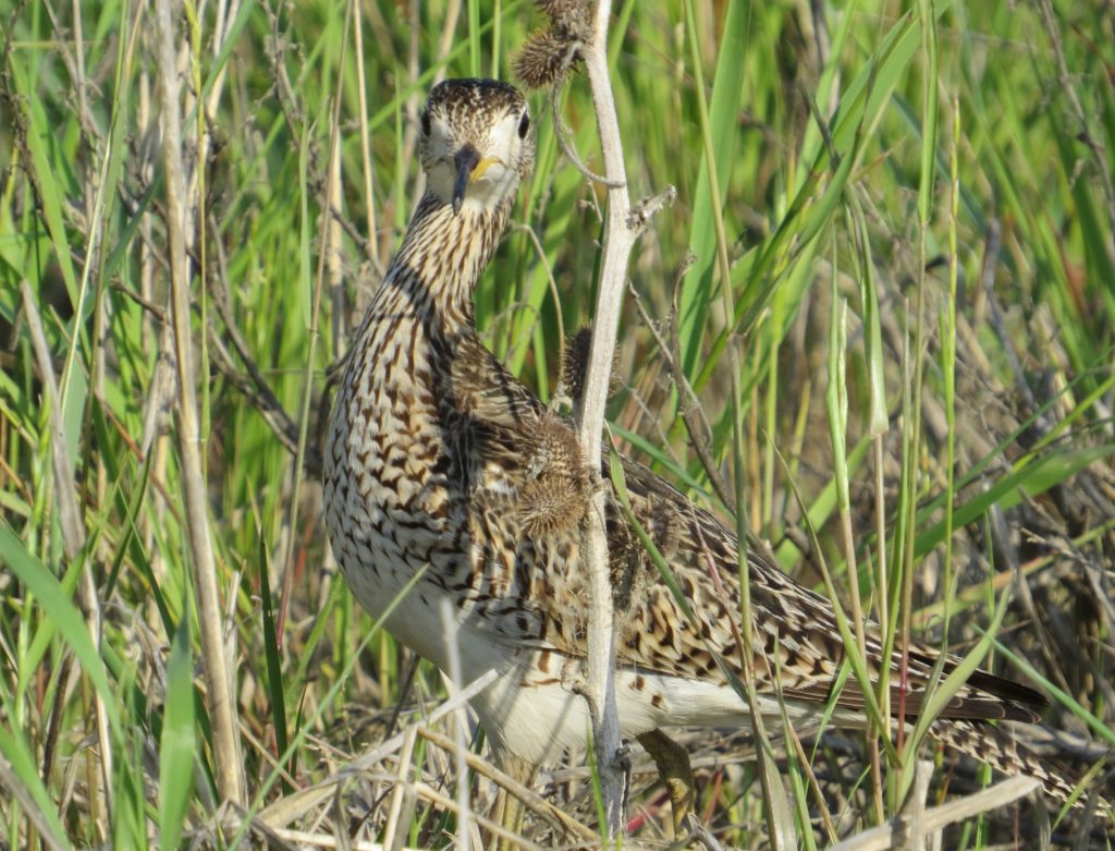 Upland Sandpiper