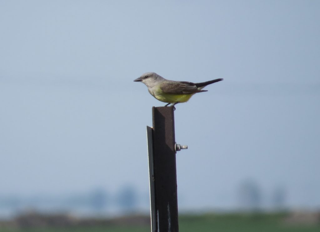 Western Kingbird