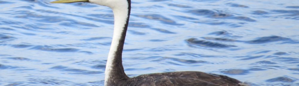 Western Grebe