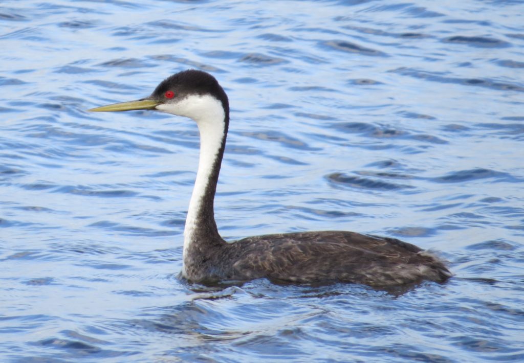 Western Grebe