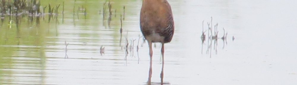 King Rail