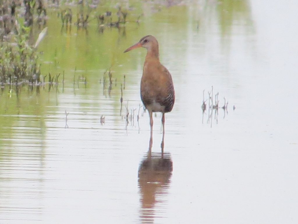 King Rail
