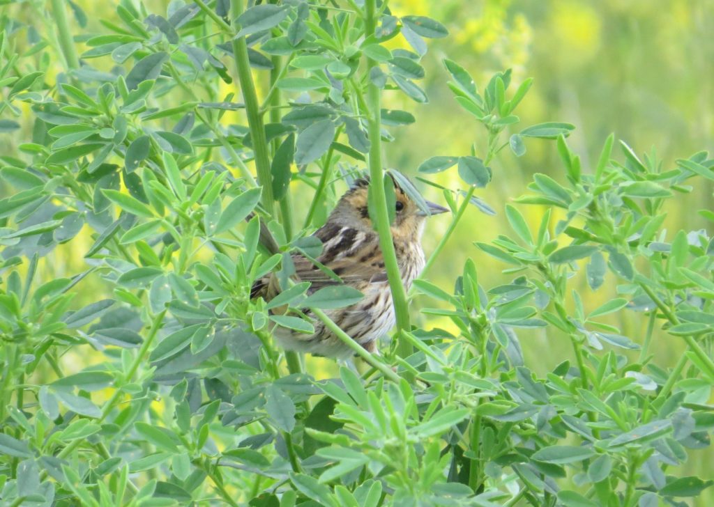 Nelson's Sparrow