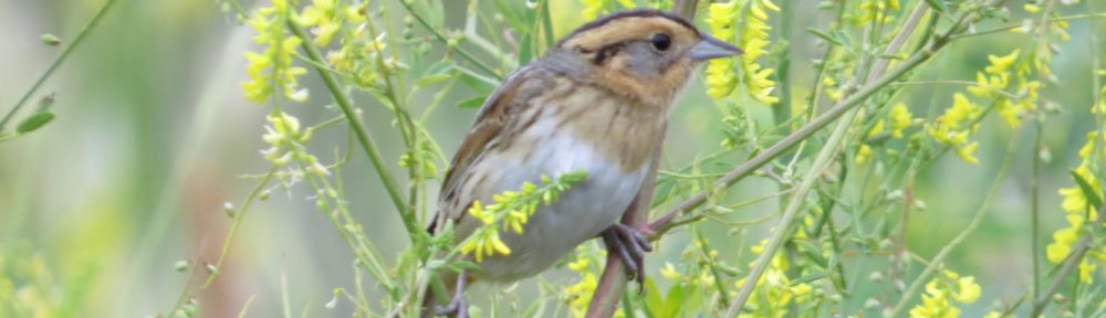 Nelson's Sparrow