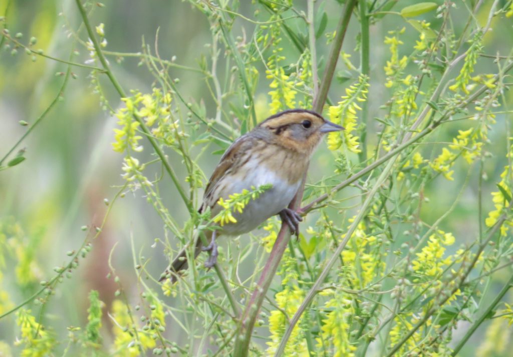 Nelson's Sparrow