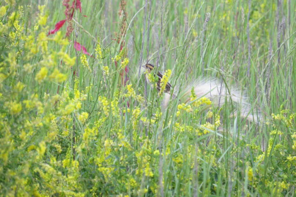 Nelson's Sparrow