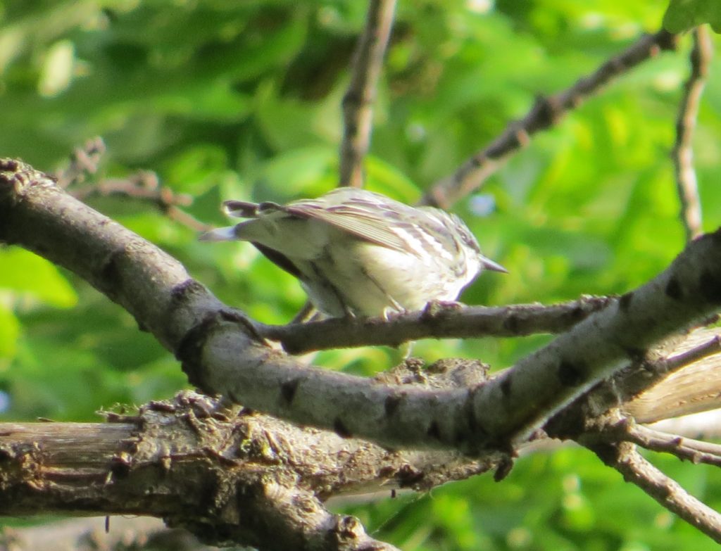 Cerulean Warbler