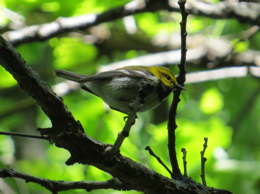 Black-throated Green Warbler