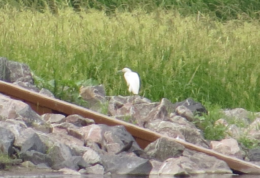 Snowy Egret