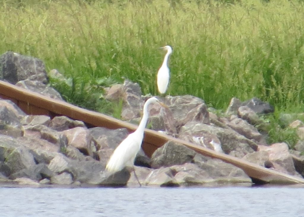 Snowy Egret