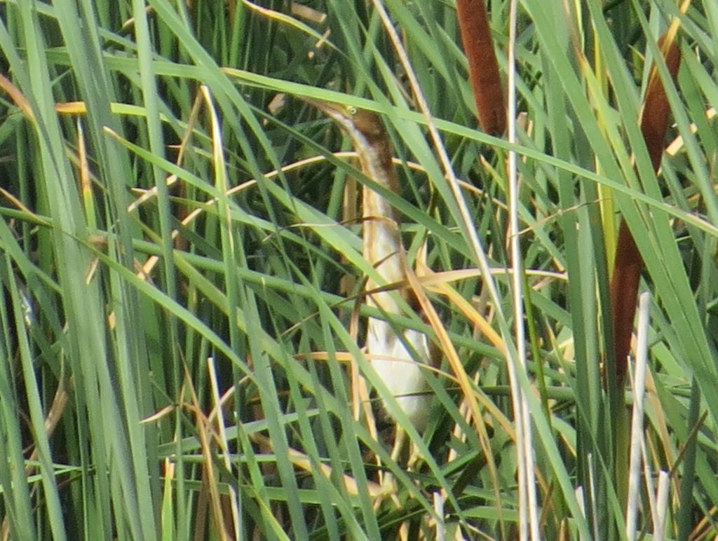 Least Bittern