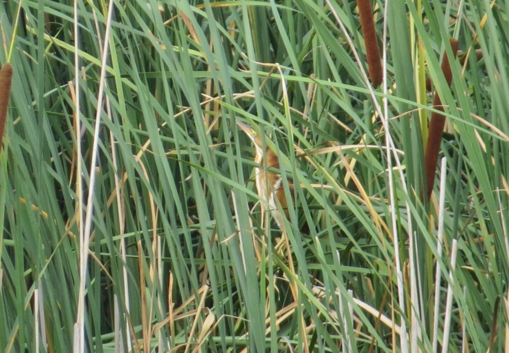 Least Bittern